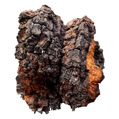 Chaga