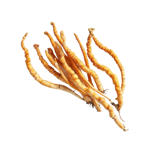 Cordyceps