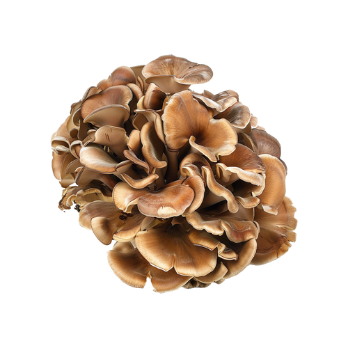 Maitake