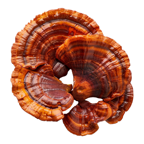 Reishi