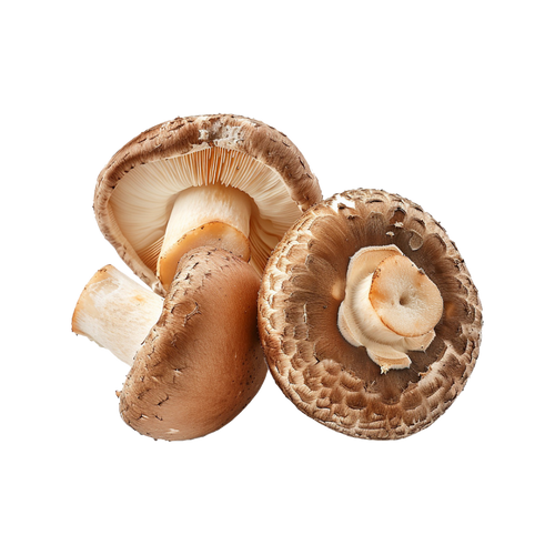 Shiitake