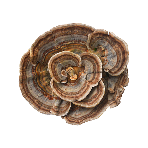 Turkey Tail